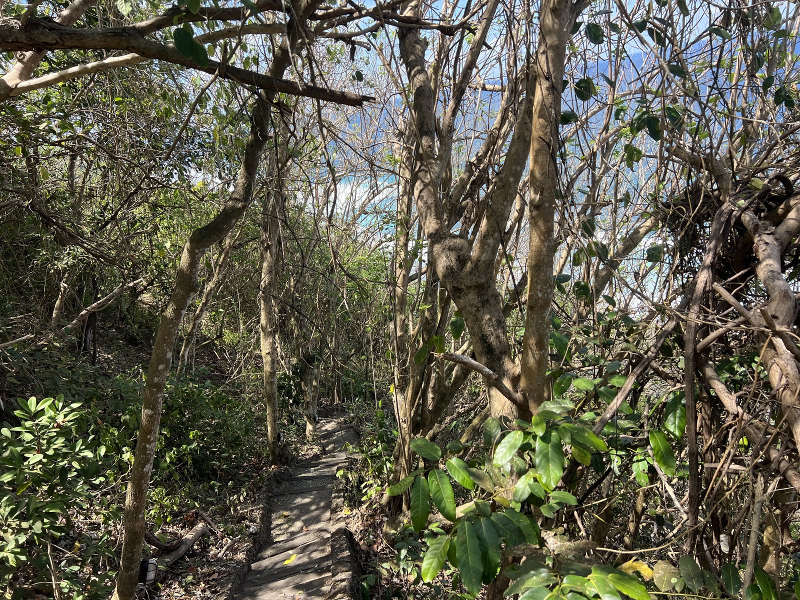 A walking path wrapped in jungle-like greenery 