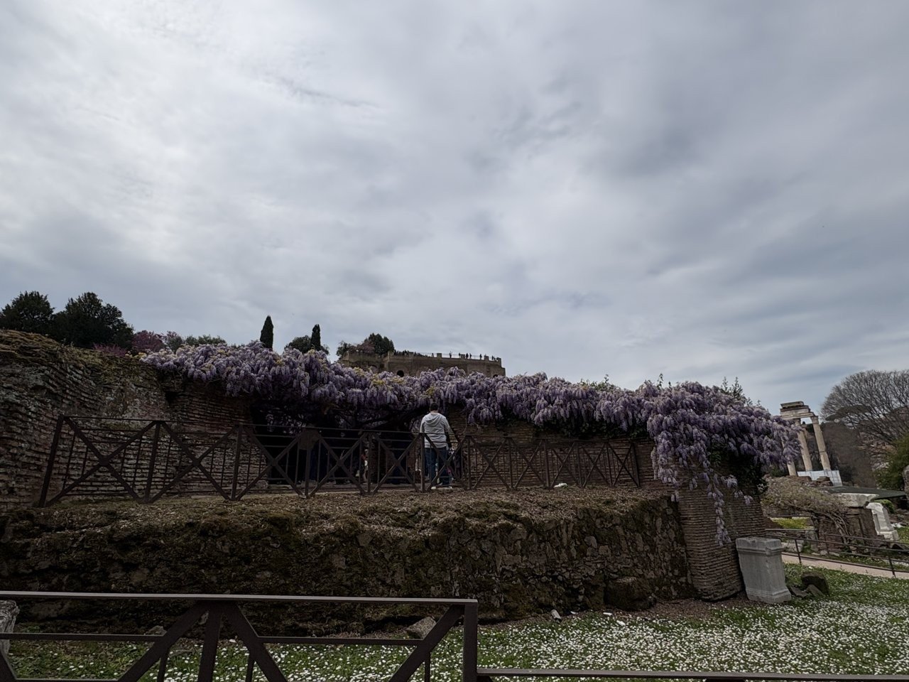 写真:フォロ・ロマーノに咲く藤の花(4月3日)