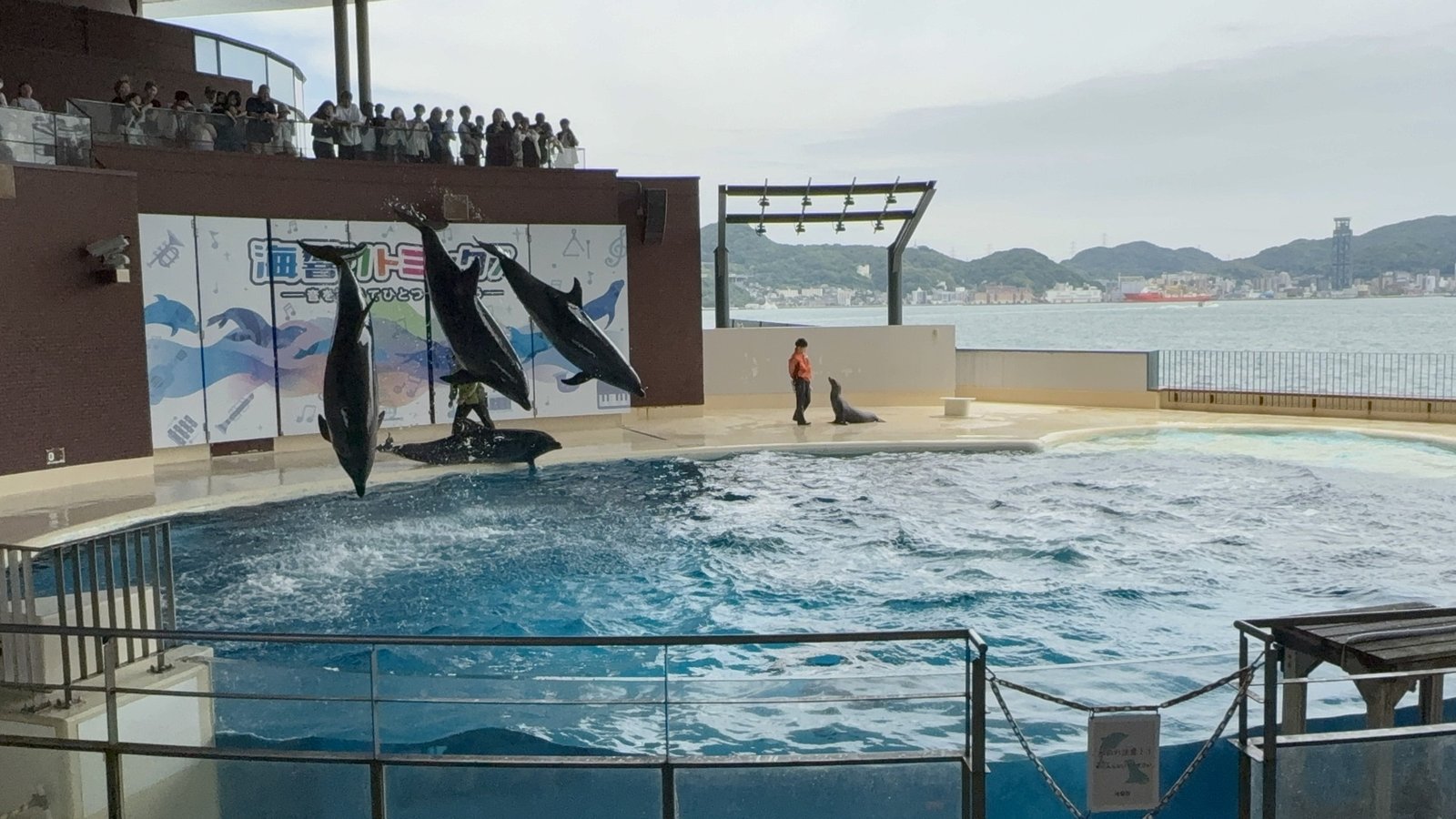 Multiple dolphins jumping in unison with the sea as a backdrop 
