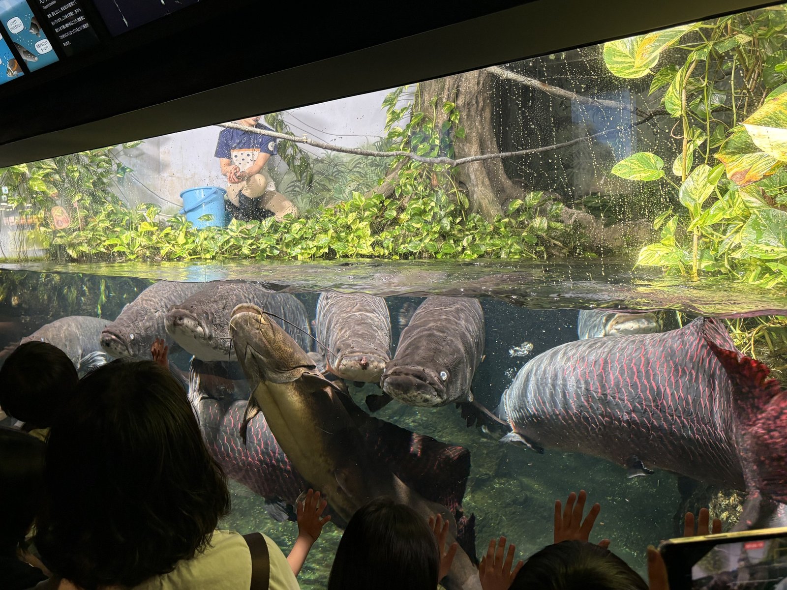 The kids getting a close look at the fish in the large tank 