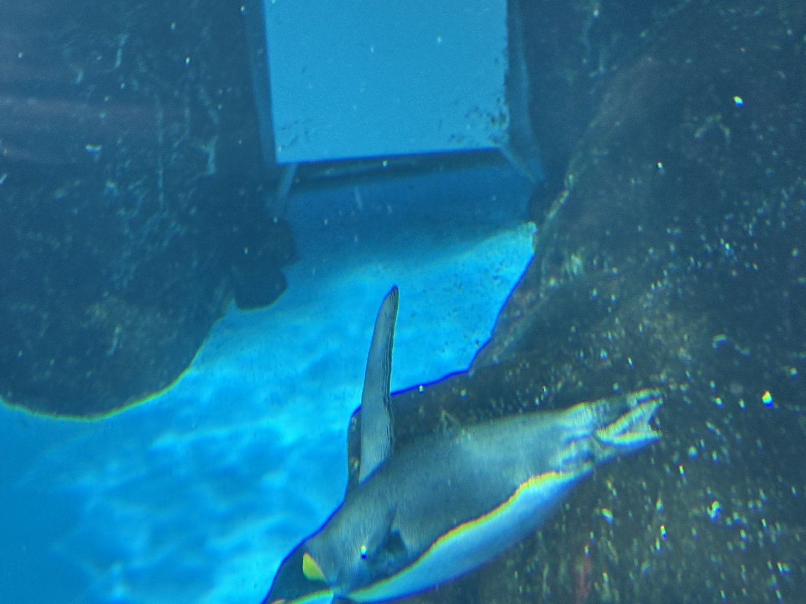 A penguin swimming past in the underwater tunnel 