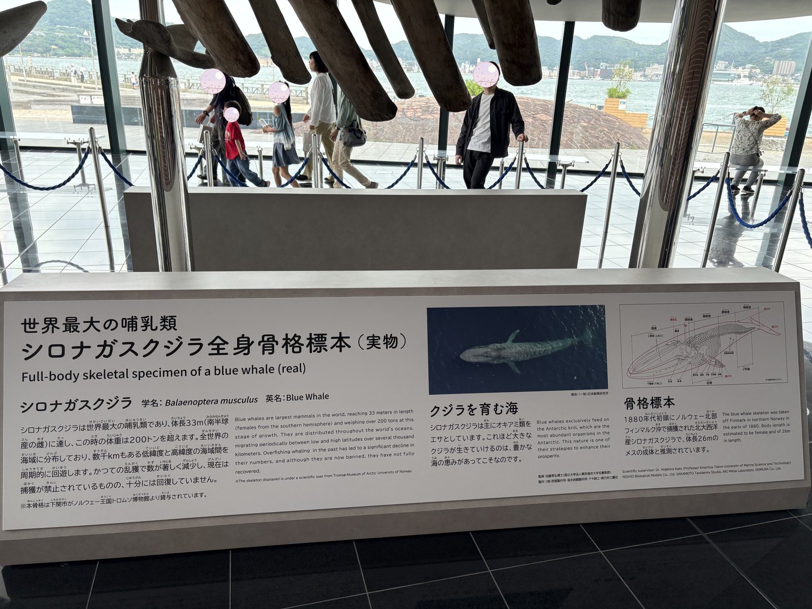 The information panel for the full blue whale skeleton 