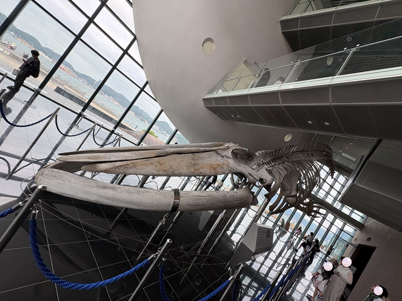 The whale skeleton on display in the atrium 